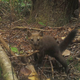 A coastal marten photographed by a remote camera